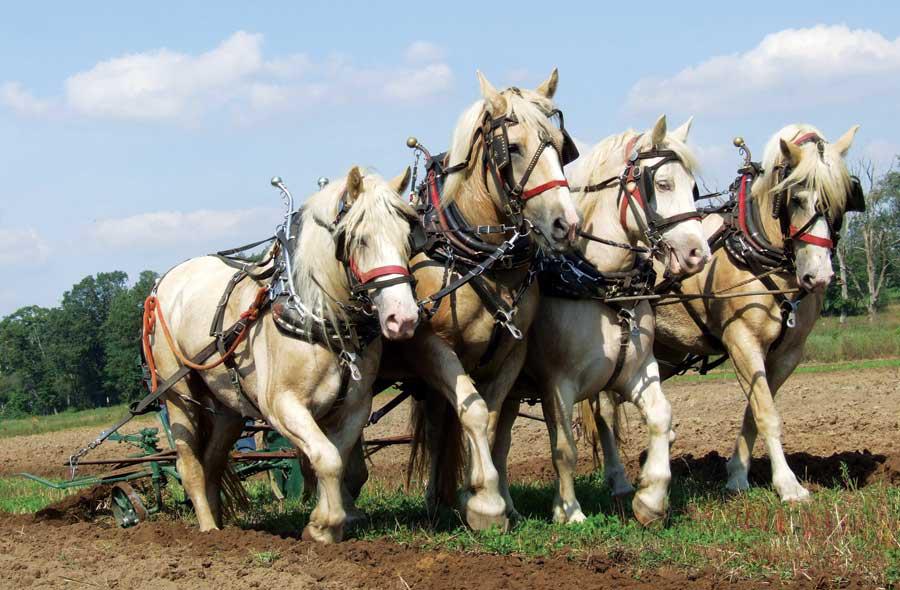 American Cream Horse